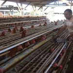 Makmur Berkat Bisnis Ayam Petelur